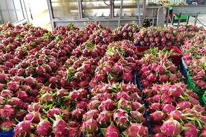 Trung Quốc đã khôi phục thông quan nhập khẩu thanh long trở lại qua cửa khẩu Lào Cai.