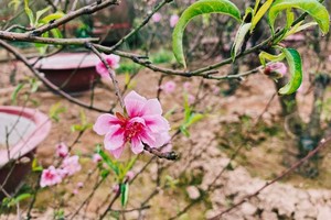 Thời tiết đẹp nên nhiều cành đào đã nở hoa sớm