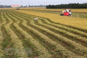 Thu hoạch cuối vụ lúa Thu Đông năm 2021 tại xã Tân Mỹ, huyện Thanh Bình. (Ảnh: Nguyễn Văn Trí/TTXVN)