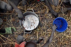 Trẻ em nhặt hạt ngũ cốc rơi vãi trên cánh đồng tại Ayod, Nam Sudan. Ảnh tư liệu: AFP/TTXVN