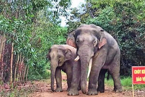 Khu bảo tồn thiên nhiên - văn hóa Đồng Nai là nơi cư trú của nhiều loài động vật hoang dã, quý hiếm.