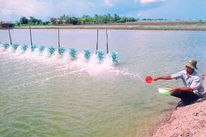 Ngành nuôi trồng, chế biến thủy sản xuất khẩu của Cà Mau đang phục hồi và tăng trưởng mạnh