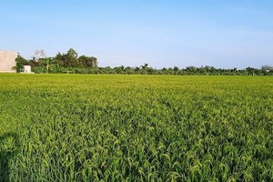 Bạc Liêu được chuyển mục đích sử dụng đất để thực hiện 2 dự án khu đô thị