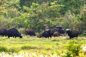 Đàn bò tót quý hiếm ở Khu bảo tồn thiên nhiên - văn hóa Đồng Nai