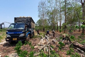 Các nhân công khai thác cao su thanh lý trên địa bàn tỉnh Kon Tum. Ảnh: T.T