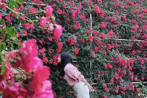 Ngắm hồng leo Sa Pa nở rực rỡ, lý do phải đến Fansipan tháng 5 này