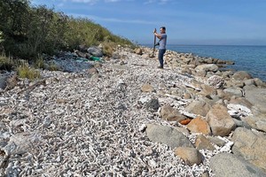 Rạn san hô ở vịnh Nha Trang bị chết hàng loạt.