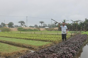 Quảng Nam đề nghị chuyển đổi hơn 30 ha đất lúa, đất rừng phòng hộ