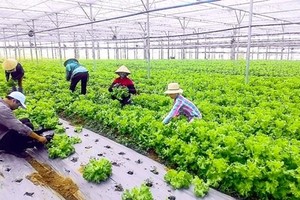 Phát triển nông nghiệp sinh thái là một trong những giải pháp đóng góp vào nỗ lực ứng phó với biến đổi khí hậu.
