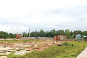 Giờ nhiều khu đất để hoang cho cỏ mọc, làm nơi chăn thả gia súc. Ảnh: Việt Dũng