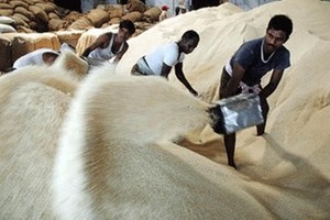 Bloomberg: Ấn Độ đang xem xét cấm xuất khẩu hầu hết các loại gạo