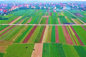 Trên địa bàn Thủ đô Hà Nội đã xây dựng được 120 mô hình nông nghiệp công nghệ cao (Ảnh: Minh Thắng)