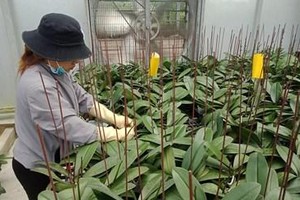 Lâm Đồng hỗ trợ tối đa 2 tỷ đồng cho mỗi dự án thanh niên khởi nghiệp