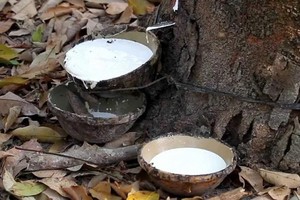 Lợi nhuận doanh nghiệp cao su đi xuống