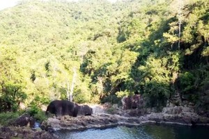 Phú Yên: Dự án trồng rừng được phê duyệt 16 năm, doanh nghiệp vẫn chưa thực hiện