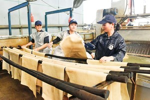 Bị chậm hoàn thuế GTGT từ hàng tỷ đồng đến hàng chục tỷ đồng, nhiều doanh nghiệp cao su lâm cảnh khốn đốn