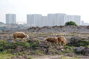 Đất đai là lĩnh vực rất phức tạp. Ảnh: Dũng Minh 