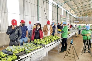 Nhà đầu tư thăm quan nhà máy chế biến chuối của Hoàng Anh Gia Lai Ảnh: Hải Lý