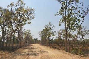 Con đường tự mở trên đất rừng sản xuất.