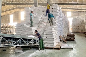 Bốc xếp tinh bột sắn tại Công ty An Phát.