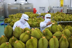 Rau quả là một trong những mặt hàng có sự tăng trưởng mạnh, đóng góp vào thành công chung của xuất khẩu thời gian qua.