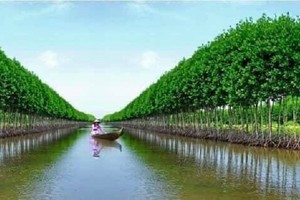 Nuôi tôm sinh thái dưới tán rừng Cà Mau cho hiệu quả kinh tế bền vững