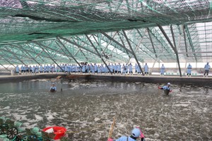 Khu phức hợp sản xuất tôm chất lượng cao tại huyện Phù Mỹ. Ảnh minh họa (Nguồn: Tập đoàn Việt - Úc).