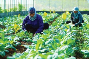 Mô hình trồng rau hữu cơ đem lại hiệu quả kinh tế cao, góp phần xây dựng nông thôn mới