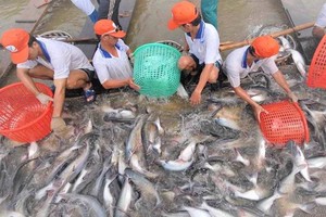 Doanh nghiệp cá tra được giảm thuế khi xuất khẩu sang Mỹ