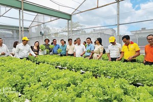 Sản xuất nông nghiệp công nghệ cao dù được khuyến khích, nhưng vẫn khó triển khai vì thiếu quỹ đất và khó tiếp cận ưu đãi