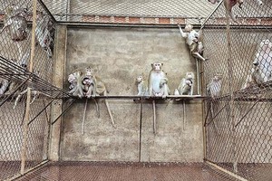 Khỉ đuôi dài xuất khẩu tại trại nuôi của Công ty Phúc Lộc Phát