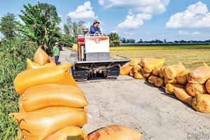 Giá gạo Việt Nam tăng nhẹ trở lại sau khi Philippines công bố chính sách mới