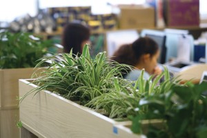 Không gian làm việc xanh đang là xu hướng. Ảnh: Dũng Minh