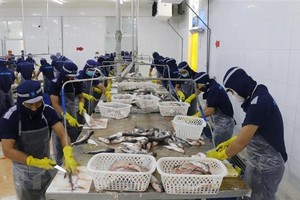 Chế biến cá tra xuất khẩu tại Công ty cổ phần Xuất nhập khẩu thủy sản Cửu Long An Giang. (Ảnh: Công Mạo/TTXVN)