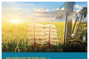 Ngành gạo đón “trợ lực” từ BAC A BANK