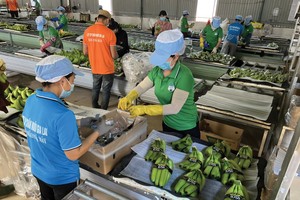 Từ khi chuyển đổi sang lĩnh vực nông nghiệp, Hoàng Anh Gia Lai đã nhiều lần thay đổi cơ cấu vật nuôi, cây trồng