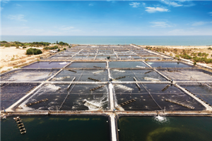 Bình Định tìm được nhà đầu tư dự án nuôi tôm công nghệ cao tại Phù Mỹ