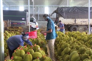 Mặt hàng sầu riêng đóng góp trên 2 tỷ USD trong tổng doanh thu xuất khẩu gần 5,2 tỷ USD toàn ngành rau quả.