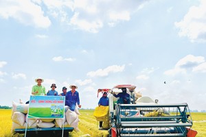 Chương trình “Cánh đồng hội nhập” hợp tác, hỗ trợ nông dân được PAN thực hiện thông qua đơn vị thành viên VFC hơn 10 năm qua