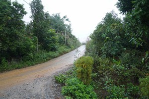 Chuyển đổi mục đích sử dụng đất luôn là bài toán khó của các địa phương có nhiều rừng. Ảnh: Mỹ An.