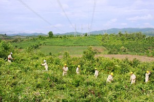Theo Luật Lâm nghiệp hiện hành, không ít dự án đầu tư công có nhu cầu chuyển mục đích sử dụng rừng tự nhiên mất khá nhiều thời gian để được phê duyệt.