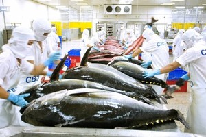 Cá ngừ Việt Nam rộng cửa ở Chile