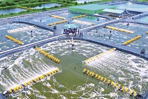 Phát triển Bạc Liêu trở thành trung tâm ngành tôm của cả nước