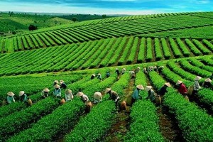 Ảnh minh hoạ. (Nguồn: Internet)