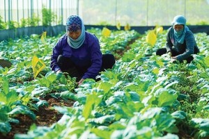 Du lịch canh nông tạo giá trị bền vững