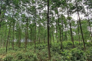 Sử dụng hiệu quả đất lâm nghiệp trong bối cảnh mới