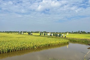 Phát triển bền vững Mô hình tôm - lúa tại ĐBSCL