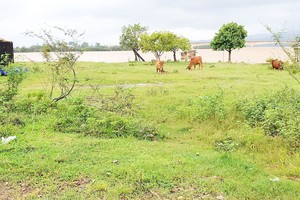 Khu vực đảo Cồn Soi - nơi được quy hoạch thực hiện dự án