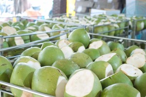 Dừa tươi, sầu riêng đông lạnh chuẩn bị xuất khẩu chính ngạch sang Trung Quốc