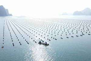 Nhiều nhà đầu tư quan tâm đến Quảng Ninh sau Hội nghị nuôi biển